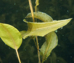 Potamogeton richardsonii