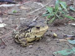 Bufo gargarizans