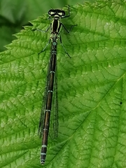 Coenagrion puella