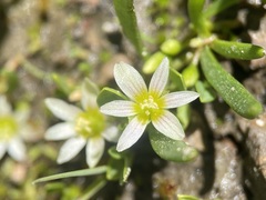 Lewisia triphylla