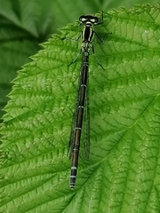 Coenagrion puella