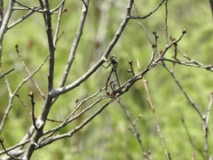 Somatochlora kennedyi