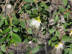 Sonneratia caseolaris