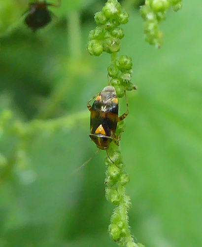 Three Spotted Nettle Bug, Capelle aan den IJssel, Nederland, photo 9 of 10