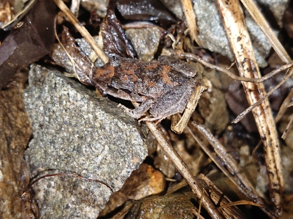 John Crow Yellow-Bellied Frog