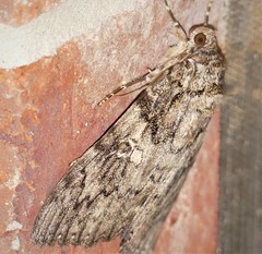 Catocala umbrosa