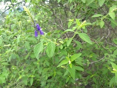 Stachytarpheta acuminata