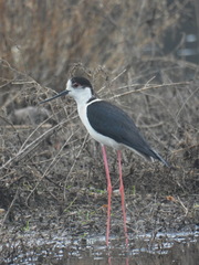 Himantopus himantopus