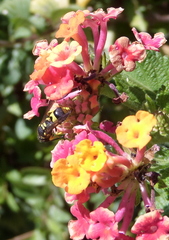 Ancistrocerus renimacula