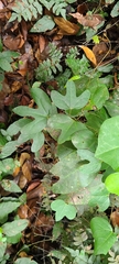 Aristolochia trilobata