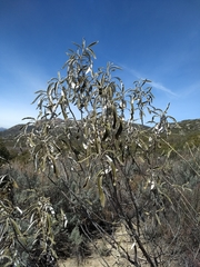 Eriodictyon trichocalyx lanatum