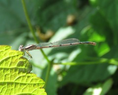 Enallagma doubledayi