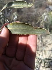 Eriodictyon trichocalyx lanatum