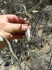 Eriodictyon trichocalyx lanatum