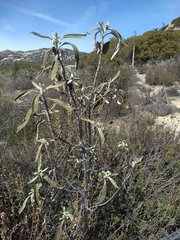 Eriodictyon trichocalyx lanatum