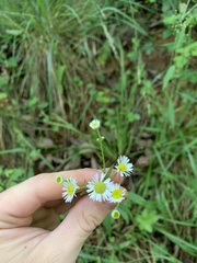 Erigeron strigosus strigosus