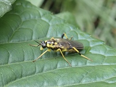 Xylomya terminalis