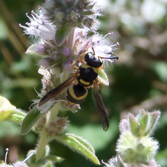 Euodynerus variegatus
