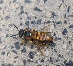 Philanthus triangulum