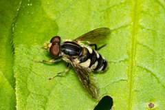 Parhelophilus flavifacies