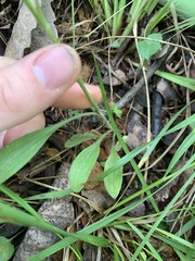 Erigeron strigosus strigosus