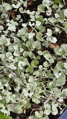 Dichondra argentea