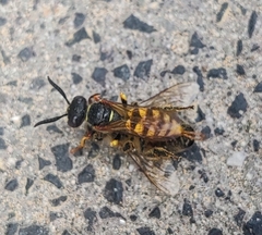 Philanthus triangulum