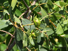 Sonneratia caseolaris