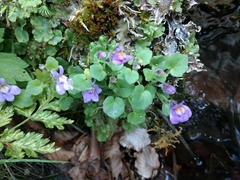 Cymbalaria muralis
