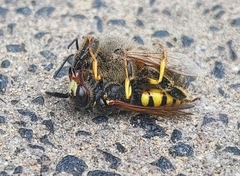 Philanthus triangulum