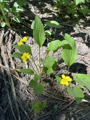 Viola vallicola