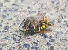 Philanthus triangulum