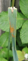 Puccinia triticina