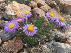 Erigeron pinnatisectus