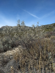 Eriodictyon trichocalyx lanatum