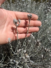 Tetradymia comosa