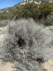 Tetradymia comosa