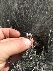 Tetradymia comosa