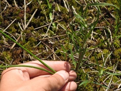 Lysimachia lanceolata