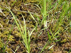Lysimachia lanceolata