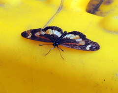 Acraea bonasia