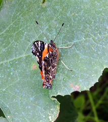 Vanessa dimorphica mortoni