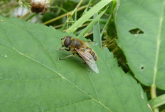Eristalis tenax