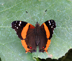 Vanessa dimorphica mortoni