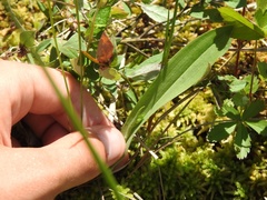 Platanthera clavellata