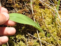 Platanthera clavellata