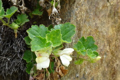 Asarina procumbens