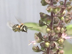 Pseudapis oxybeloides