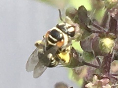 Pseudapis oxybeloides