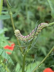 Cucullia chamomillae